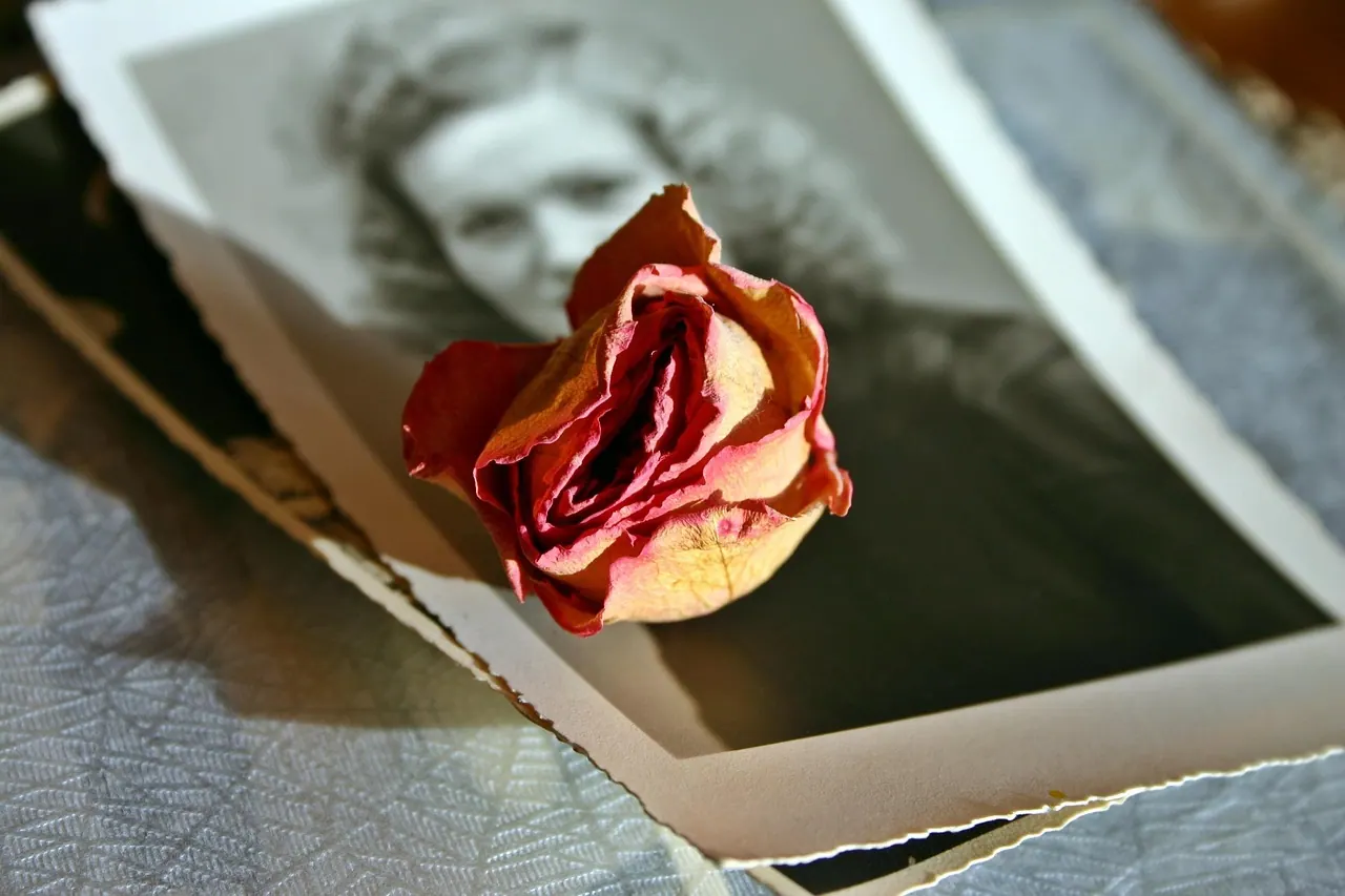 memory, rose, beautiful flowers, flower wallpaper, blossom, bloom, flower, dried, dry flower, black-and-white, old, past, nostalgia, photography, antique, retro, picture, nostalgic